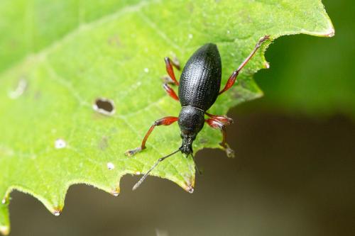 Otiorhynchus sp.